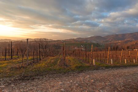 Winter sunset over vineyard, Conegliano, Italyの写真素材