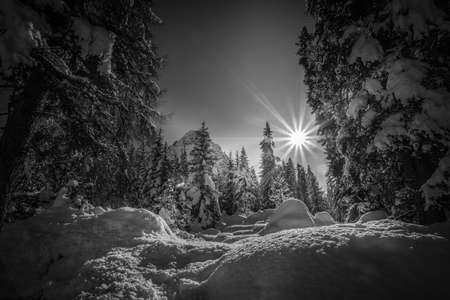 Black and white effect of larches and firs covered with snow in a sunny day