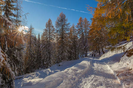 Snowy path that enters the autumn-colored larch forest