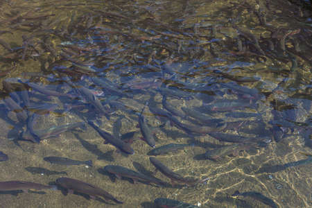 Large trout flock swimming in a tank. Concept: industrial fish farming