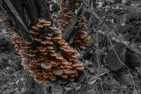 Color isolation effect of trunk on which mushrooms Armillaria mellea grow, South Tyrol, Italy....