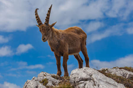 Close up of young ibex turned against the sky, Dolomites, Italy. High mountain wild animal lifeの写真素材