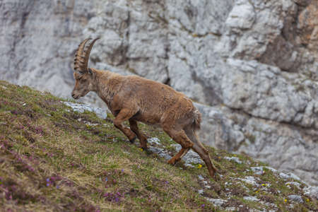 Ibex walking on a meadow with rock wall background, Dolomites, Italy. High mountain wild animal life. Lateral shotの写真素材