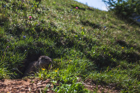 Close up of marmot coming out of the burrow in the middle of blooming meadow. Dolomites, Italyの写真素材