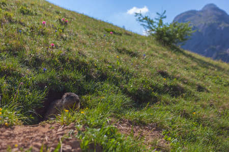 Marmot coming out of the burrow in the middle of blooming meadow. Dolomites, Italyの写真素材