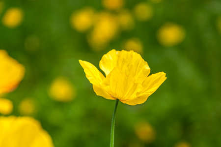 Close up of Eschscholzia californica with blurred background. Concept: flowers of Scotlandの写真素材