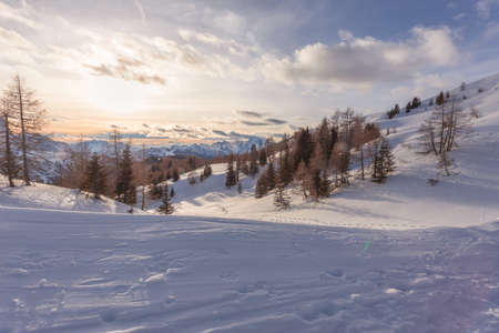 Sunset dolomite winter panorama with larch forests and snowy slopes