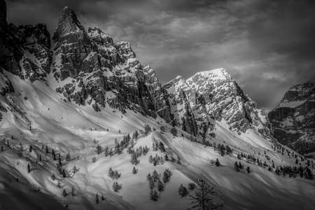 Black and white panorama of snow-covered slopes with larchesの写真素材