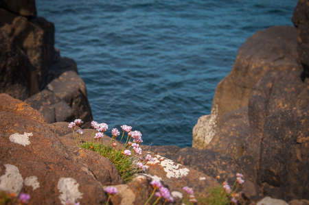 Purple flowers growing on the cliffs with blurred rocks and sea background, Isle of Skye, Scotland. Concept: Scottish landscapesの写真素材