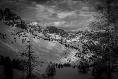 Black and white winter panorama with larch trees illuminated by sunlightの写真素材