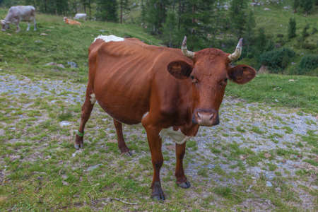 Funny brown cow on green grass in a field on nature in a South Tyrolean valleyの写真素材