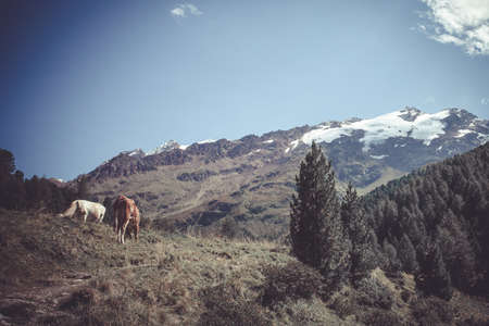 Horses grazing at the foot of a mountain with glaciersの写真素材