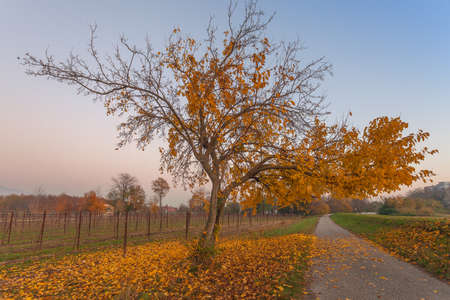 Tree with yellow autumn colors on the edge of a road at sunset near a vineyardの写真素材