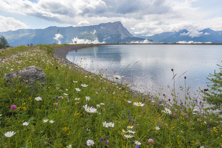 Small alpine lake shore with flowery meadow and peaks of Swiss Italian borderの写真素材