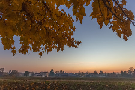Tree with yellow autumn colors with city panorama in the background at sunsetの写真素材