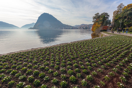 Expanse of flowers on the shore of the Lugano lake in the Ciani botanical parkの写真素材