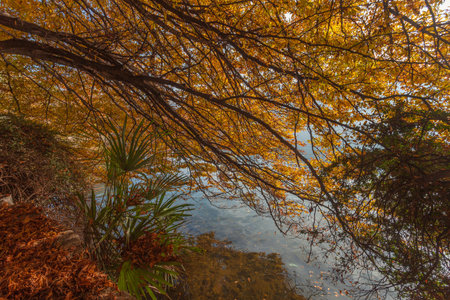 Autumn colored tree branches on the shore of Lugano lake, Switzerlandの写真素材