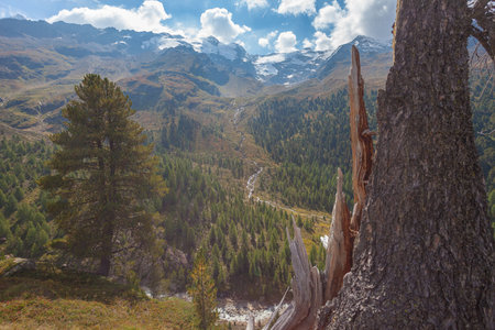 Close up of broken pine trunk with alpine landscape and forest in the backgroundの写真素材