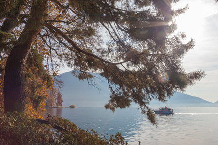Big autumn tree on the shore of Lugano lake, Switzerlandの写真素材