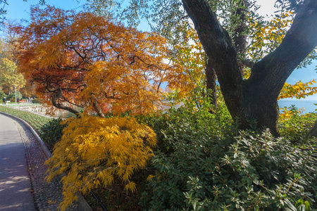 Autumn colors and foliage in the Parco Ciani, Lugano, Switzerlandの写真素材