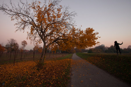 Tree with autumn colors on the edge of a road at sunsetの写真素材