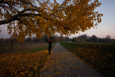 Woman swith leaves in hand under a tree with beautiful autumn colorsの写真素材