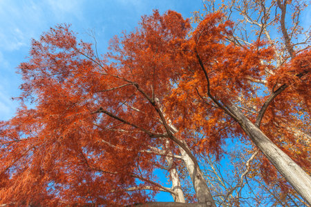 Trees with wonderful autumn colors seen fro below, Lugano lake, Switzerlandの写真素材