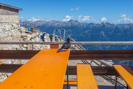 Bird Pyrrhocorax graculus walk on the table of the terrace of a hutの写真素材