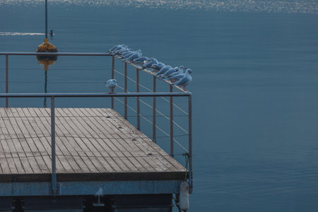 Seagulls perched on the mooring in the early morningの写真素材