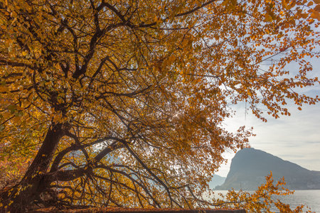 Awesome autumn foliage on the shore of Lugano lake, Switzerlandの写真素材