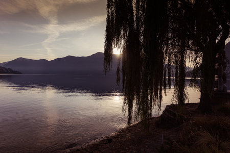 Sun filtering through the branches of a willow on the shore of Lake Luganoの写真素材