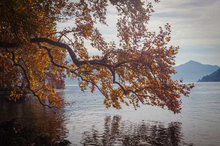 Autumn colored plane tree branch in front of Lugano lake, Switzerlandの写真素材