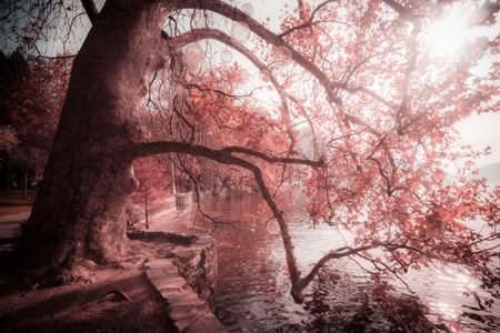 Fantasy pink color image effect on the shore of Lugano lake, Switzerlandの写真素材