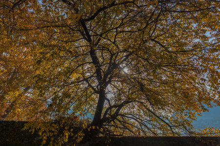 Awesome autumn foliage on the shore of Lugano lake, Switzerlandの写真素材