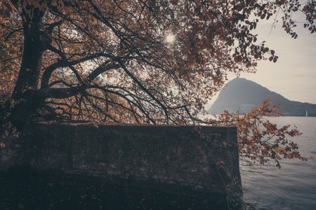 Autumn tree over a wall on Lugano Lake shore with San Salvatore peak backgroundの写真素材