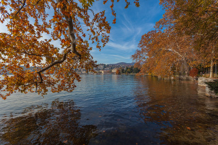 Autumn colored plane trees in front of Lugano , Ticino, Switzerlandの写真素材