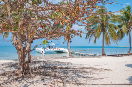 Catamaran docked at tropical beach with palm trees and turquoise waterの写真素材