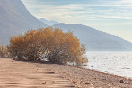 Shore of Lugano lake at sunrise, with autumn colored bushの写真素材