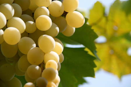 Grapesの写真素材