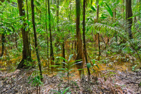 Walking in Amazon Jungle, Brazil, South America