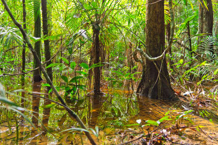Walking in Amazon Jungle, Brazil, South Americaのeditorial素材