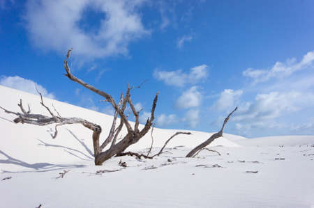 Lencois Maranhenses, Brazil, South Americaのeditorial素材