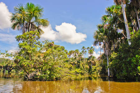 Amazon Basin, Sandoval Lake, Tambopata National Reserve, Peru, South Americaのeditorial素材
