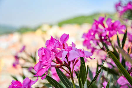 Colorful flowers in the landscape of Acri, a medieval town in the Calabria region of Italy.