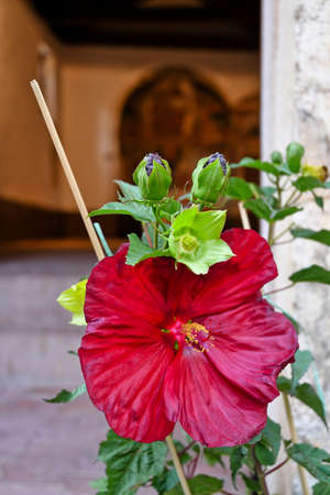 A flower in a street in the historic center of Rivello, a medieval town in the Basilicata region, Italy.の写真素材