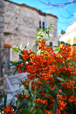 Plant with red flowers in a street of Casalbore, an Italian village in the province of Avellino.