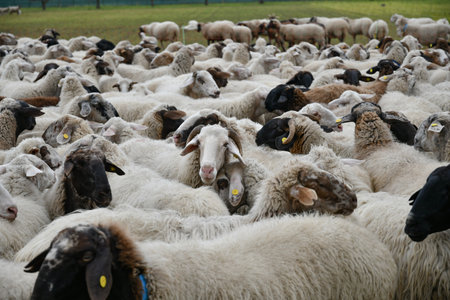 A flock of sheep grazing on a farm in southern Italy.