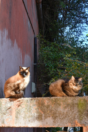 Two cats on a wall in the narrow street of an Italian village.