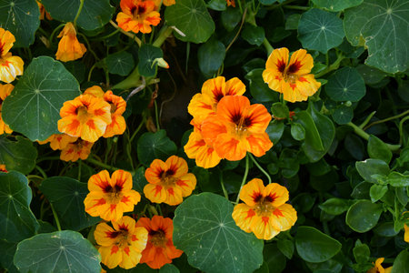 A blossoming of plants in a small village in the province of Benevento, Italy.