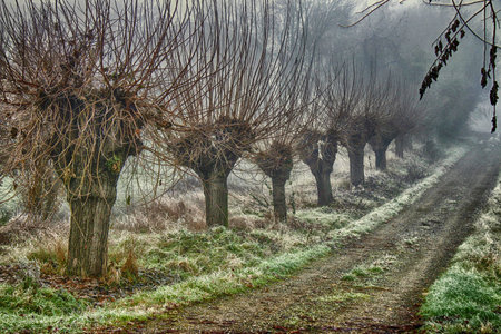 Mulberries, countryside, nature, alessandria, piedmont, valmadonna, monferrato, italy, landscape, grain, winterの写真素材